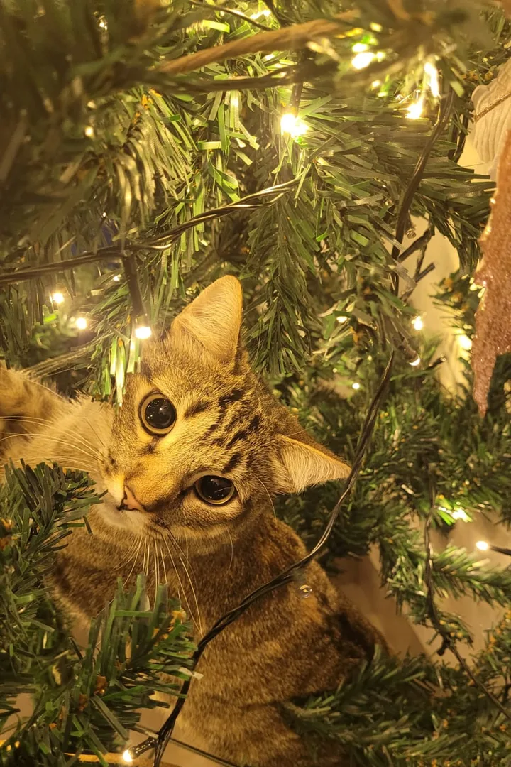The cat hiding in the Christmas tree