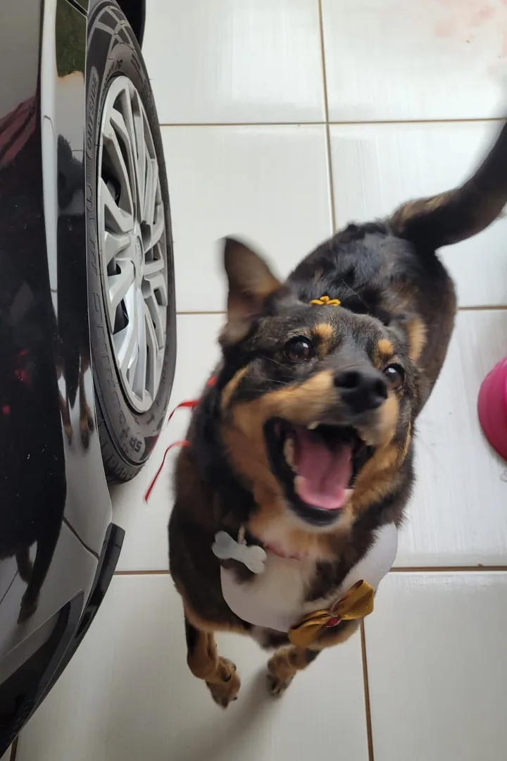 Breno's dog, all smiles